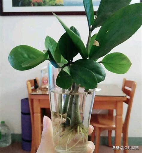 金錢樹種類|【金錢樹怎麼種？輕鬆種植金錢樹，打造室內風水好運】